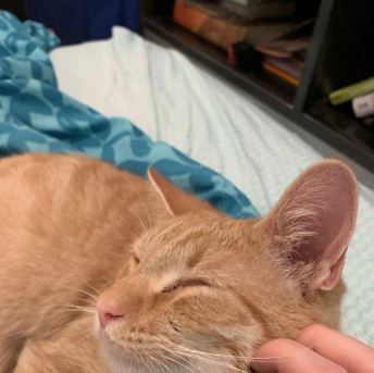 โรแมนติกหนักมาก เรื่องรักแมวๆ ระหว่างแมว 2 ตัว ที่เจอกันผ่านหน้าต่าง สุดท้ายแฮปปี้เอนดิ้ง โรแมนติกหนักมาก เรื่องรักแมวๆ ระหว่างแมว 2 ตัว ที่เจอกันผ่านหน้าต่าง สุดท้ายแฮปปี้เอนดิ้ง