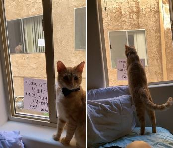 โรแมนติกหนักมาก เรื่องรักแมวๆ ระหว่างแมว 2 ตัว ที่เจอกันผ่านหน้าต่าง สุดท้ายแฮปปี้เอนดิ้ง โรแมนติกหนักมาก เรื่องรักแมวๆ ระหว่างแมว 2 ตัว ที่เจอกันผ่านหน้าต่าง สุดท้ายแฮปปี้เอนดิ้ง