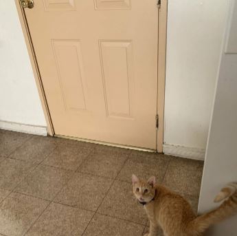 โรแมนติกหนักมาก เรื่องรักแมวๆ ระหว่างแมว 2 ตัว ที่เจอกันผ่านหน้าต่าง สุดท้ายแฮปปี้เอนดิ้ง โรแมนติกหนักมาก เรื่องรักแมวๆ ระหว่างแมว 2 ตัว ที่เจอกันผ่านหน้าต่าง สุดท้ายแฮปปี้เอนดิ้ง