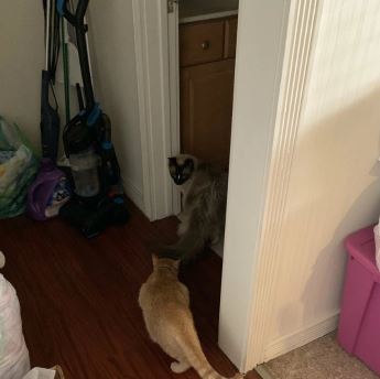 โรแมนติกหนักมาก เรื่องรักแมวๆ ระหว่างแมว 2 ตัว ที่เจอกันผ่านหน้าต่าง สุดท้ายแฮปปี้เอนดิ้ง โรแมนติกหนักมาก เรื่องรักแมวๆ ระหว่างแมว 2 ตัว ที่เจอกันผ่านหน้าต่าง สุดท้ายแฮปปี้เอนดิ้ง