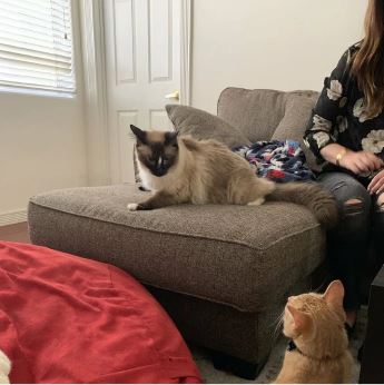 โรแมนติกหนักมาก เรื่องรักแมวๆ ระหว่างแมว 2 ตัว ที่เจอกันผ่านหน้าต่าง สุดท้ายแฮปปี้เอนดิ้ง โรแมนติกหนักมาก เรื่องรักแมวๆ ระหว่างแมว 2 ตัว ที่เจอกันผ่านหน้าต่าง สุดท้ายแฮปปี้เอนดิ้ง