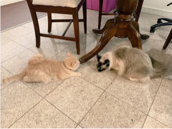 โรแมนติกหนักมาก เรื่องรักแมวๆ ระหว่างแมว 2 ตัว ที่เจอกันผ่านหน้าต่าง สุดท้ายแฮปปี้เอนดิ้ง โรแมนติกหนักมาก เรื่องรักแมวๆ ระหว่างแมว 2 ตัว ที่เจอกันผ่านหน้าต่าง สุดท้ายแฮปปี้เอนดิ้ง