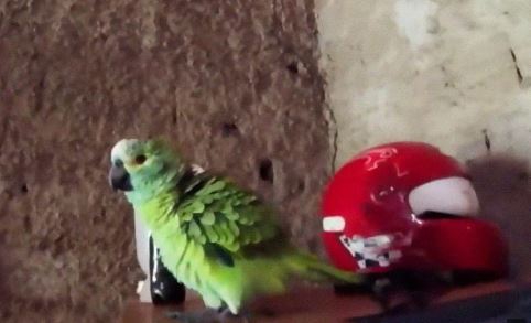 ตำรวจจับนกแก้วแสนรู้ เพราะมันสมรู้ร่วมคิด ตะโกนบอกแก๊งยาเสพติดให้ไหวตัวทัน ตำรวจจับนกแก้วแสนรู้ เพราะมันสมรู้ร่วมคิด ตะโกนบอกแก๊งยาเสพติดให้ไหวตัวทัน