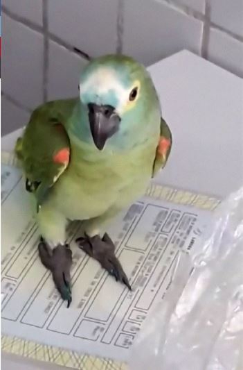 ตำรวจจับนกแก้วแสนรู้ เพราะมันสมรู้ร่วมคิด ตะโกนบอกแก๊งยาเสพติดให้ไหวตัวทัน ตำรวจจับนกแก้วแสนรู้ เพราะมันสมรู้ร่วมคิด ตะโกนบอกแก๊งยาเสพติดให้ไหวตัวทัน