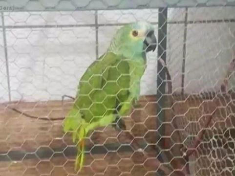 ตำรวจจับนกแก้วแสนรู้ เพราะมันสมรู้ร่วมคิด ตะโกนบอกแก๊งยาเสพติดให้ไหวตัวทัน ตำรวจจับนกแก้วแสนรู้ เพราะมันสมรู้ร่วมคิด ตะโกนบอกแก๊งยาเสพติดให้ไหวตัวทัน