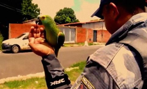 ตำรวจจับนกแก้วแสนรู้ เพราะมันสมรู้ร่วมคิด ตะโกนบอกแก๊งยาเสพติดให้ไหวตัวทัน ตำรวจจับนกแก้วแสนรู้ เพราะมันสมรู้ร่วมคิด ตะโกนบอกแก๊งยาเสพติดให้ไหวตัวทัน