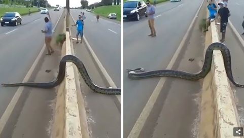 ชาวบราซิลจิตใจงาม รวมทีมกันช่วยงูอนาคอนด้ายักษ์ เลี้อยข้ามถนนอย่างปลอดภัย