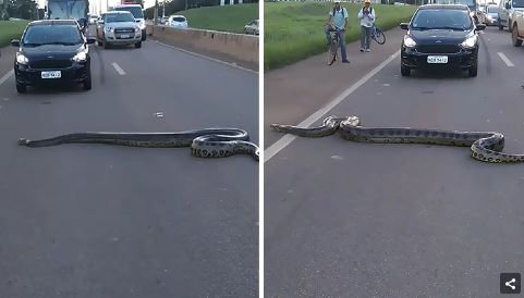 ชาวบราซิลจิตใจงาม รวมทีมกันช่วยงูอนาคอนด้ายักษ์ เลี้อยข้ามถนนอย่างปลอดภัย