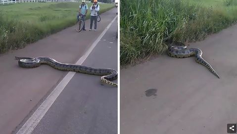 ชาวบราซิลจิตใจงาม รวมทีมกันช่วยงูอนาคอนด้ายักษ์ เลี้อยข้ามถนนอย่างปลอดภัย