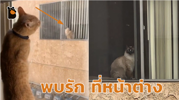 โรแมนติกหนักมาก เรื่องรักแมวๆ ระหว่างแมว 2 ตัว ที่เจอกันผ่านหน้าต่าง สุดท้ายแฮปปี้เอนดิ้ง
