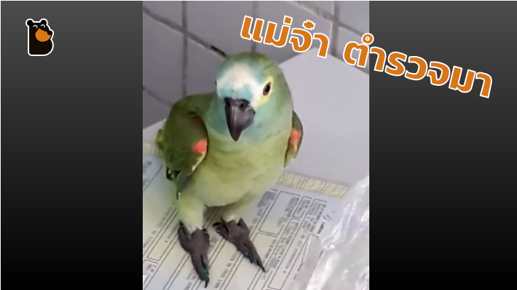 ตำรวจจับนกแก้วแสนรู้ เพราะมันสมรู้ร่วมคิด ตะโกนบอกแก๊งยาเสพติดให้ไหวตัวทัน