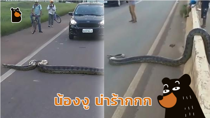 ชาวบราซิลจิตใจงาม รวมทีมกันช่วยงูอนาคอนด้ายักษ์ เลี้อยข้ามถนนอย่างปลอดภัย