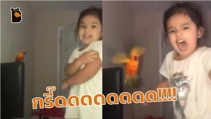 เด็กน้อย สอนให้นกแก้ว โจมตีคนที่เธอกรี๊ดใส่ นี่มันซุปเปอร์ฮีโร่ในชีวิตจริงเหรอ?