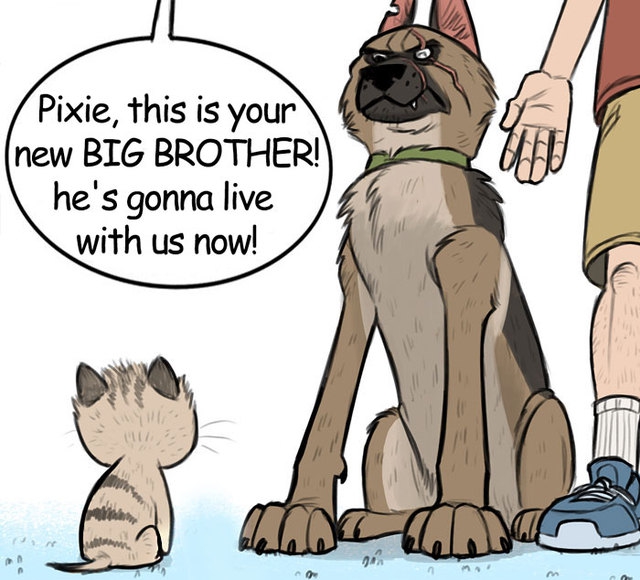 ทาสแมวต้องปลื้ม กับ 4 เหตุผลที่ว่าทำไมเราควรเลี้ยงน้องแมว มากกว่าน้องหมา