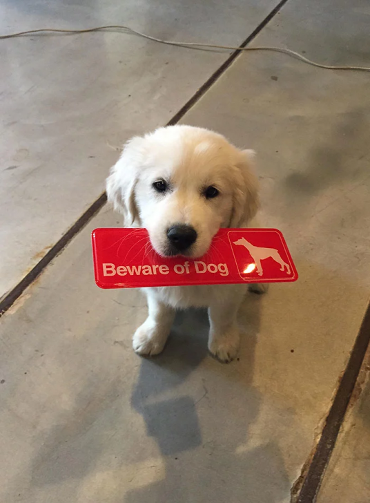 13 ภาพที่จะยืนยันว่า ป้าย ระวังสุนัขดุ! เป็นป้ายเตือนที่ศักดิ์สิทธิ์ที่สุดในโลก (จริงๆ นะ)