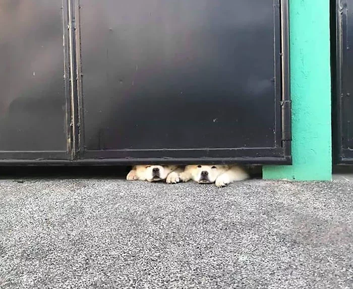 13 ภาพที่จะยืนยันว่า ป้าย ระวังสุนัขดุ! เป็นป้ายเตือนที่ศักดิ์สิทธิ์ที่สุดในโลก (จริงๆ นะ) 13 ภาพที่จะยืนยันว่า ป้าย ระวังสุนัขดุ! เป็นป้ายเตือนที่ศักดิ์สิทธิ์ที่สุดในโลก (จริงๆ นะ)