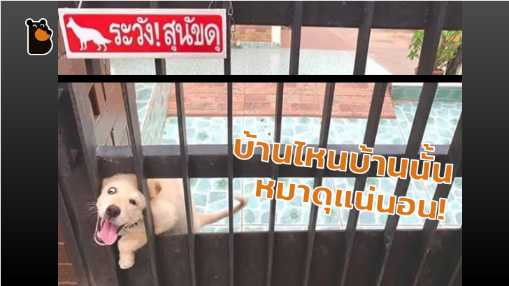 13 ภาพที่จะยืนยันว่า ป้าย ระวังสุนัขดุ! เป็นป้ายเตือนที่ศักดิ์สิทธิ์ที่สุดในโลก (จริงๆ นะ)