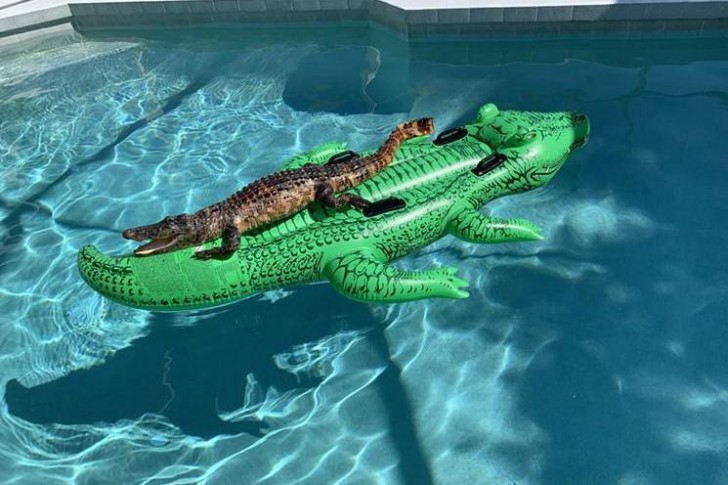 จระเข้ นิรนาม นอนฟินบนจระเข้เป่าลม ในสระน้ำหลังบ้าน ติดตามเหตุการณ์ได้ในข่าว