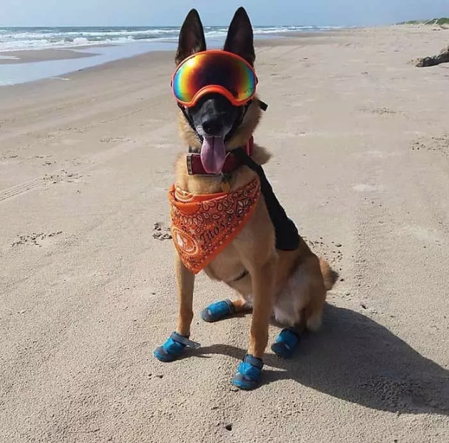 20 น้องหมา ที่ทำมาหากิน และมีอาชีพอย่างจริงจัง