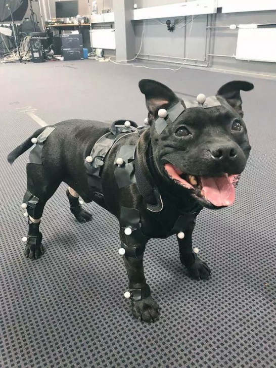 20 น้องหมา ที่ทำมาหากิน และมีอาชีพอย่างจริงจัง