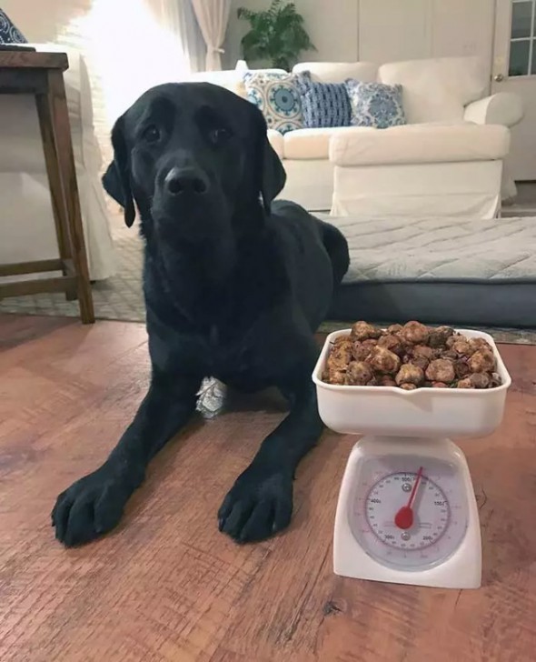 20 น้องหมา ที่ทำมาหากิน และมีอาชีพอย่างจริงจัง