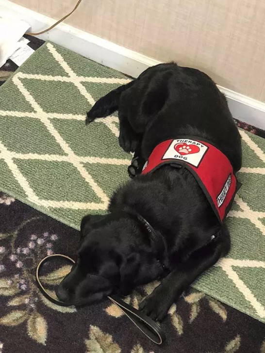 20 น้องหมา ที่ทำมาหากิน และมีอาชีพอย่างจริงจัง