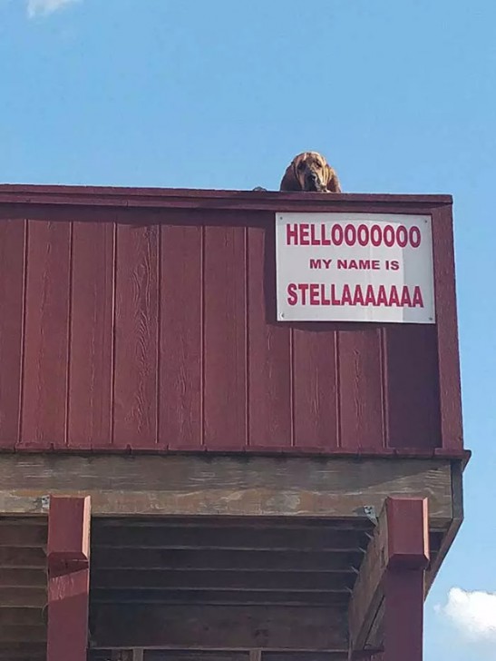 20 น้องหมา ที่ทำมาหากิน และมีอาชีพอย่างจริงจัง