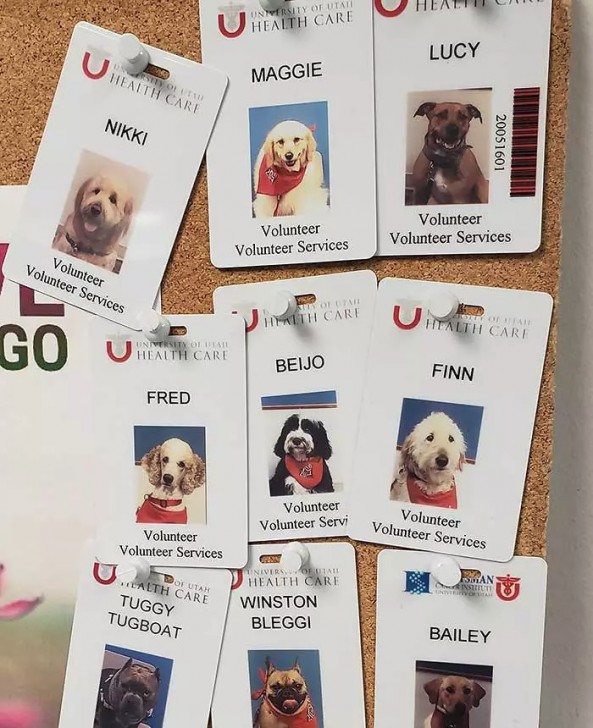 20 น้องหมา ที่ทำมาหากิน และมีอาชีพอย่างจริงจัง