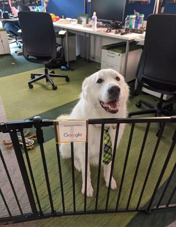 20 น้องหมา ที่ทำมาหากิน และมีอาชีพอย่างจริงจัง