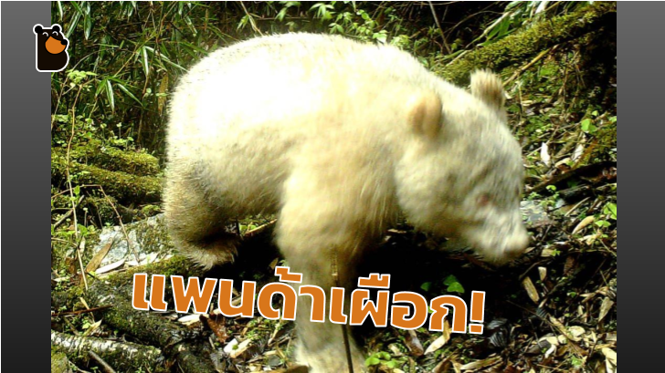 พบ แพนด้าเผือก ตัวแรก และอาจเป็นตัวเดียวของโลก