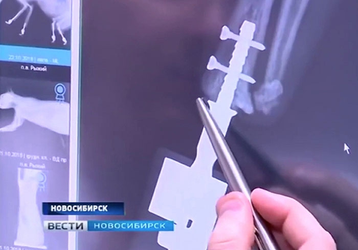 หลังจากเสียขาเพราะหิมะกัด เจ้าแมวนี้ได้ขาเทียมใหม่มาเดินได้อีกครั้ง!