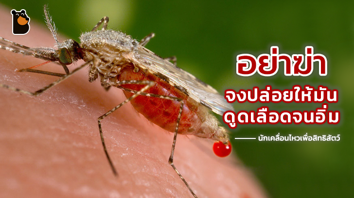 นักเคลื่อนไหวเพื่อสิทธิสัตว์กล่าวว่าควรปล่อยให้ยุงดูดเลือดของคุณ เพื่อเป็นการบริจาคเลือด