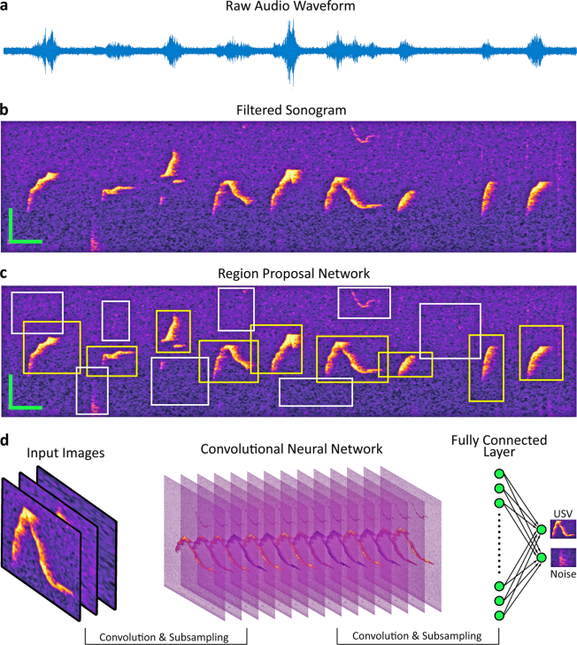 หนูทดลองรู้สึกยังไง! AI คือคำตอบที่ช่วยให้เข้าใจความรู้สึกของสัตว์มากขึ้น