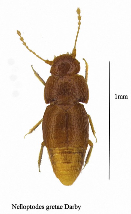 นักวิทยาศาสตร์ได้ตั้งชื่อแมลงปีกแข็งที่ตั้งชื่อตามชื่อของ Greta Thunberg