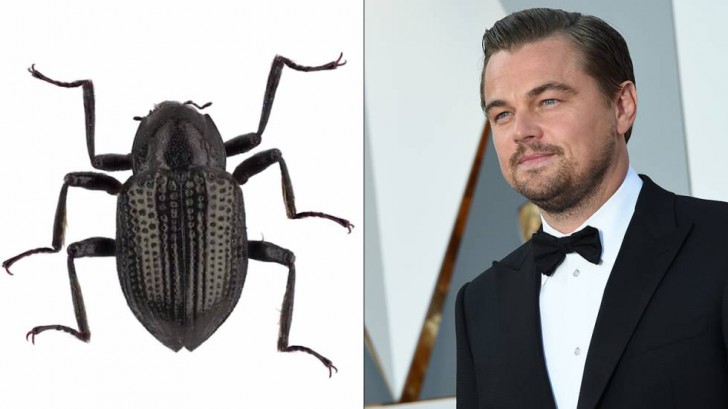 นักวิทยาศาสตร์ได้ตั้งชื่อแมลงปีกแข็งที่ตั้งชื่อตามชื่อของ Greta Thunberg