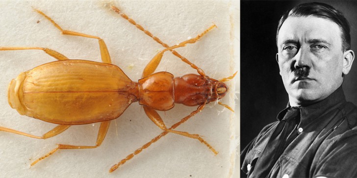 นักวิทยาศาสตร์ได้ตั้งชื่อแมลงปีกแข็งที่ตั้งชื่อตามชื่อของ Greta Thunberg