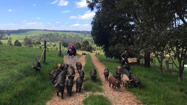 Tammi Jonas เจ้าของฟาร์มหมูที่เปลี่ยนตัวเองจากการรับประทานมังสวิรัติมาเป็นคนขายเนื้อสัตว์