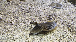 นักวิจัยประดิษฐ์แว่น 3 มิติให้หมึกกระดองเพื่อศึกษาเกี่ยวกับระบบการมองเห็น