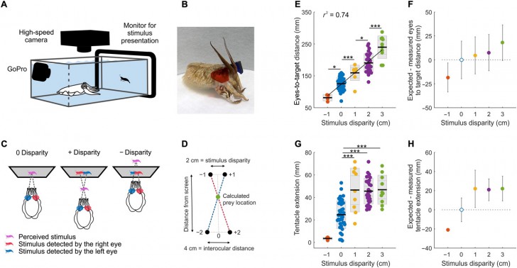 นักวิจัยประดิษฐ์แว่น 3 มิติให้หมึกกระดองเพื่อศึกษาเกี่ยวกับระบบการมองเห็น