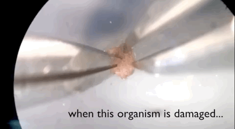 Xenobot “สิ่งมีชีวิตกึ่งหุ่นยนต์” ตัวจิ๋วที่สร้างจากสเต็มเซลล์ของกบ Xenobot “สิ่งมีชีวิตกึ่งหุ่นยนต์” ตัวจิ๋วที่สร้างจากสเต็มเซลล์ของกบ