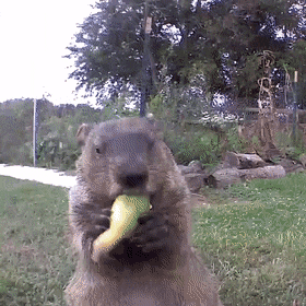 Chunk The Groundhog หัวขโมยสุดน่ารักที่กลายมาเป็น YouTuber 