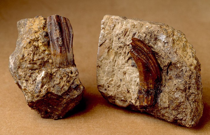 The Royal Mint ผลิต "Dino-coin" เหรียญที่ระลึกชุดใหม่ Collection ไดโนเสาร์