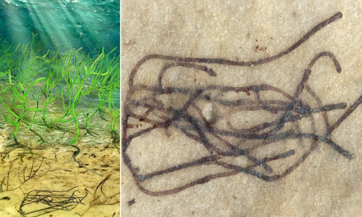 นักธรณีชีววิทยาค้นพบฟอซซิลสาหร่ายอายุกว่าพันล้านปี!