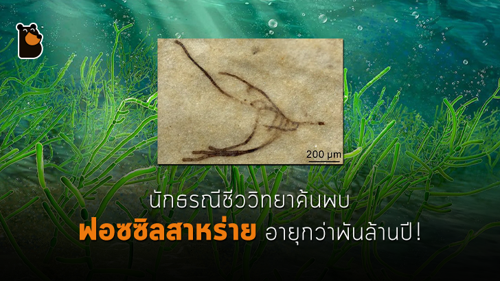 นักธรณีชีววิทยาค้นพบฟอซซิลสาหร่ายอายุกว่าพันล้านปี!