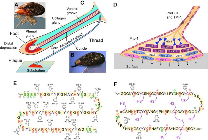 นักวิจัยคิดค้น Smart Glue กาวที่สามารถควบคุมการติดกับวัตถุได้ด้วยกระแสไฟฟ้า
