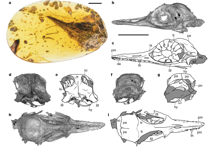 นักวิทยาศาสตร์ค้นพบอำพันฟอซซิลไดโนเสาร์นกขนาดเล็กที่สุดในโลก นักวิทยาศาสตร์ค้นพบอำพันฟอซซิลไดโนเสาร์นกขนาดเล็กที่สุดในโลก