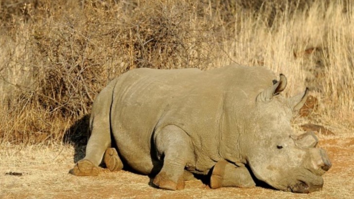 ยีราฟสีขาวถูกล่าโดยนักลักลอบค้าสัตว์ป่าในประเทศ Kenya