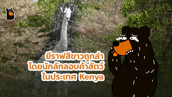 ยีราฟสีขาวถูกล่าโดยนักลักลอบค้าสัตว์ป่าในประเทศ Kenya