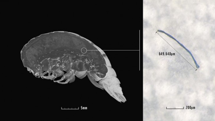 Eurythenes Plasticus สิ่งมีชีวิตใต้ทะเลลึกที่ตั้งชื่อตาม "พลาสติก" ที่พบในลำตัวของมัน