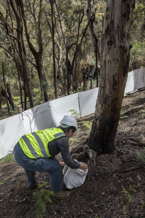 ออสเตรเลียปล่อยโคอาลากลับสู่ป่าหลังเหตุไฟป่าสงบลง